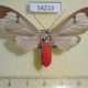 54213p-Arctiidae-Amerila-astreus-Vietnam-7