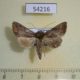 54216p Noctuidae Thysanoplusia reticulata Vietnam $5