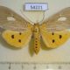 54221p-Noctuidae-Asota-plaginota-Vietnam-7