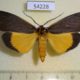 54228p-Arctiidae-Churinga-rufifrons-Vietnam-12