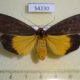 54230p-Arctiidae-Churinga-rufifrons-f-Vietnam-12