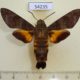 54235p-Sphingidae-Macroglossum-affictitia-Vietnam-12
