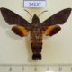 54237p-Sphingidae-Macroglossum-affictitia-Vietnam-12