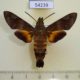 54239p-Sphingidae-Macroglossum-affictitia-Vietnam-12