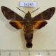 54240p-Sphingidae-Macroglossum-affictitia-Vietnam-12