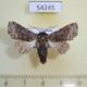 54245p-Noctuidae-Aplotelia-diplographa-Vietnam-6