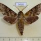 54251p-Sphingidae-Dolbina-inexacta-Vietnam-6