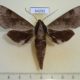 54252p-Sphingidae-Acosmerycoides-harterti-Vietnam-6