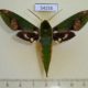 54255p-Sphingidae-Xylophanes-chiron-Dominicana-10