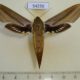 54256p-Sphingidae-Xylophanes-tersa-f-Dominicana-10