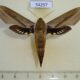 54257p-Sphingidae-Xylophanes-tersa-Dominicana-9
