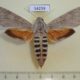 54259p-Sphingidae-Erinnyis-ello-f-Dominicana-12