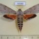 54260p-Sphingidae-Erinnyis-ello-f-Dominicana-12