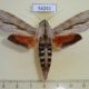 54261p-Sphingidae-Erinnyis-ello-Dominicana-10
