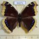 54271p-Nymphalidae-Nymphalis-antiopa-Transbaikal-reg.-6