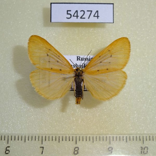 Arctiidae Setina irrorella Transbaikal reg.