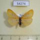 54274p-Arctiidae-Setina-irrorella-Transbaikal-reg.-5
