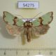 54275p-Noctuidae-Staurophora-celsia-Transbaikal-reg.-7