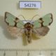 54276p-Noctuidae-Staurophora-celsia-Transbaikal-reg.-7