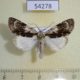 54278p-Noctuidae-Acronicta-alni-Khakassia-rep.-6