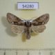 54280p-Noctuidae-Hyppa-rectilinea-Krasnoyarsk-reg.-7