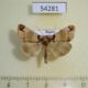 54281p-Noctuidae-Plusidia-cheiranthi-Khakassia-rep.-8