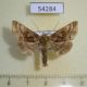 54284p-Noctuidae-Euchalcia-renardi-Tyva-rep.-6