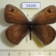 54286p-Satyridae-Boeberia-parmenio-Tyva-rep.-5