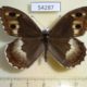 54287p-Satyridae-Hipparchia-autonoe-Tyva-rep.-7