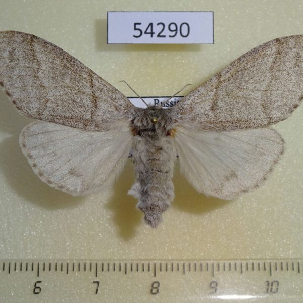 Lymantridae Calliteara pudibunda f Amur reg.
