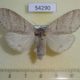 54290p-Lymantridae-Calliteara-pudibunda-f-Amur-reg.-8