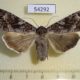 54292p-Noctuidae-Eurois-occulta-Krasnoyarsk-reg.-6