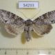 54293p-Noctuidae-Polia-nebulosa-f-Krasnoyarsk-reg.-7