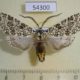 54300p-Arctiidae-Lophocampa-lesieuri-Dominicana-9