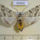 54302p-Arctiidae-Lophocampa-lesieuri-f-Dominicana-15