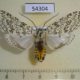 54304p-Arctiidae-Lophocampa-lesieuri-f-Dominicana-15
