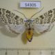 54305p-Arctiidae-Lophocampa-lesieuri-f-Dominicana-15