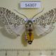 54307p-Arctiidae-Lophocampa-lesieuri-f-Dominicana-15