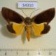 54310p-Noctuidae-Gonodonta-sicheas-Dominicana-7