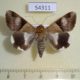 54311p-Noctuidae-Melipotis-fasciolaris-f-Dominicana-8