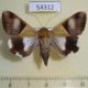 54312p-Noctuidae-Melipotis-fasciolaris-f-Dominicana-8