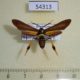 54313p-Arctiidae-Horama-panthalon-Dominicana-18