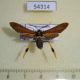 54314p-Arctiidae-Horama-panthalon-Dominicana-18
