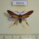 54315p-Arctiidae-Horama-panthalon-Dominicana-18