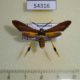 54316p-Arctiidae-Horama-panthalon-Dominicana-18