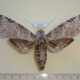 54323p-Sphingidae-Pseudosphinx-tetrio-f-Dominicana-14
