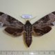 54324p-Sphingidae-Psilogramma-menephron-f-Vietnam-12