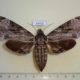 54325p-Sphingidae-Psilogramma-menephron-f-Vietnam-12