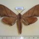 54331p-Sphingidae-Marumba-cristata-Vietnam-12