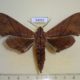 54332p-Sphingidae-Marumba-cristata-Vietnam-9